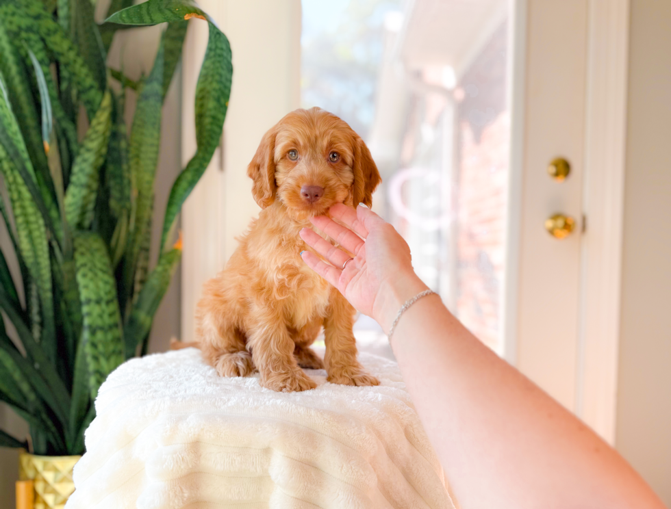 Cockapoo Pup Being Cute