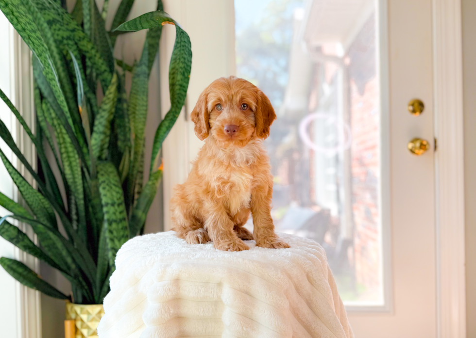 Cockapoo Puppy for Adoption