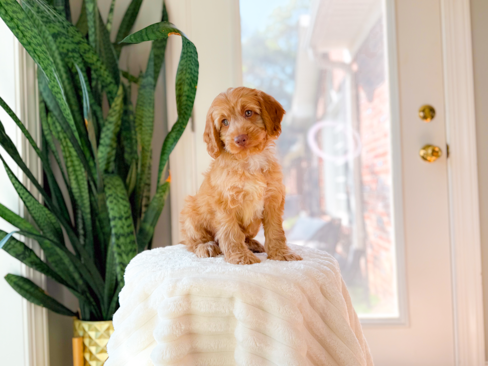 Cute Cocker Doodle Poodle Mix Puppy