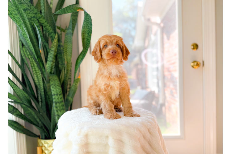 Cute Cockapoo Baby