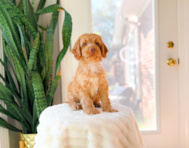 10 week old Cockapoo Puppy For Sale - Simply Southern Pups