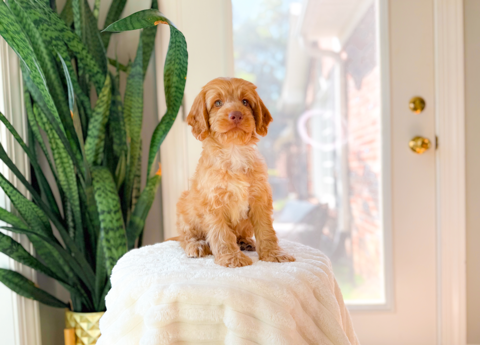 Cute Cockapoo Baby