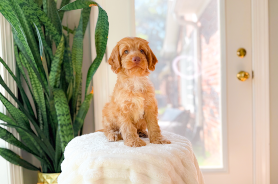 Cute Cockapoo Baby