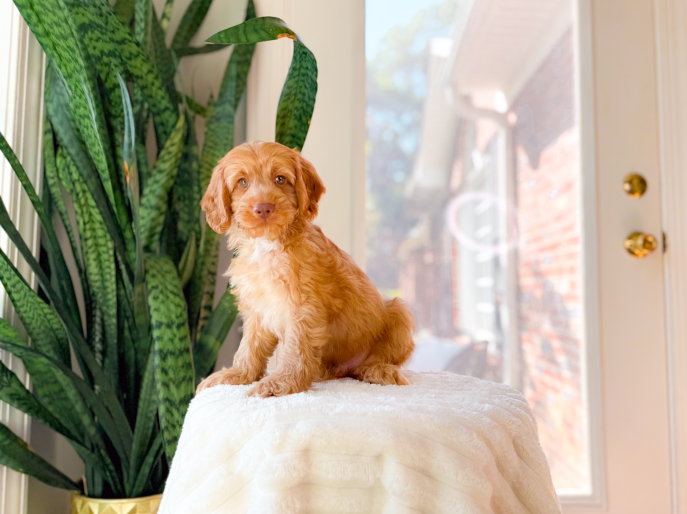 Cute Cockapoo Baby