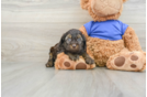 Petite Cockapoo Poodle Mix Pup