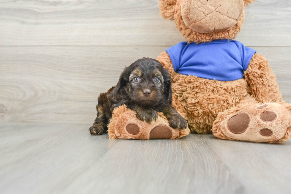 Petite Cockapoo Poodle Mix Pup