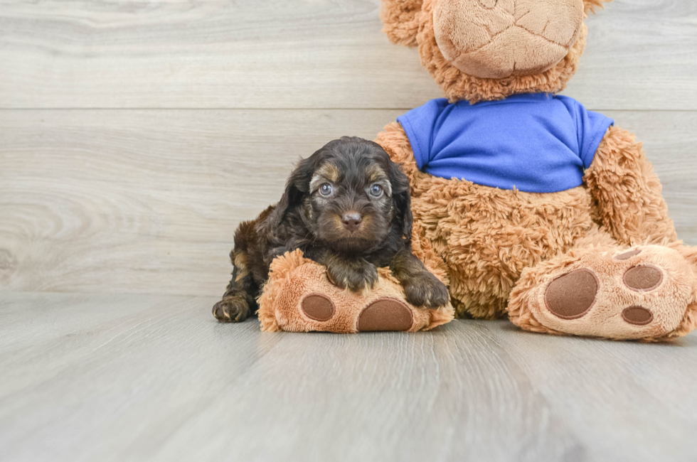 6 week old Cockapoo Puppy For Sale - Simply Southern Pups