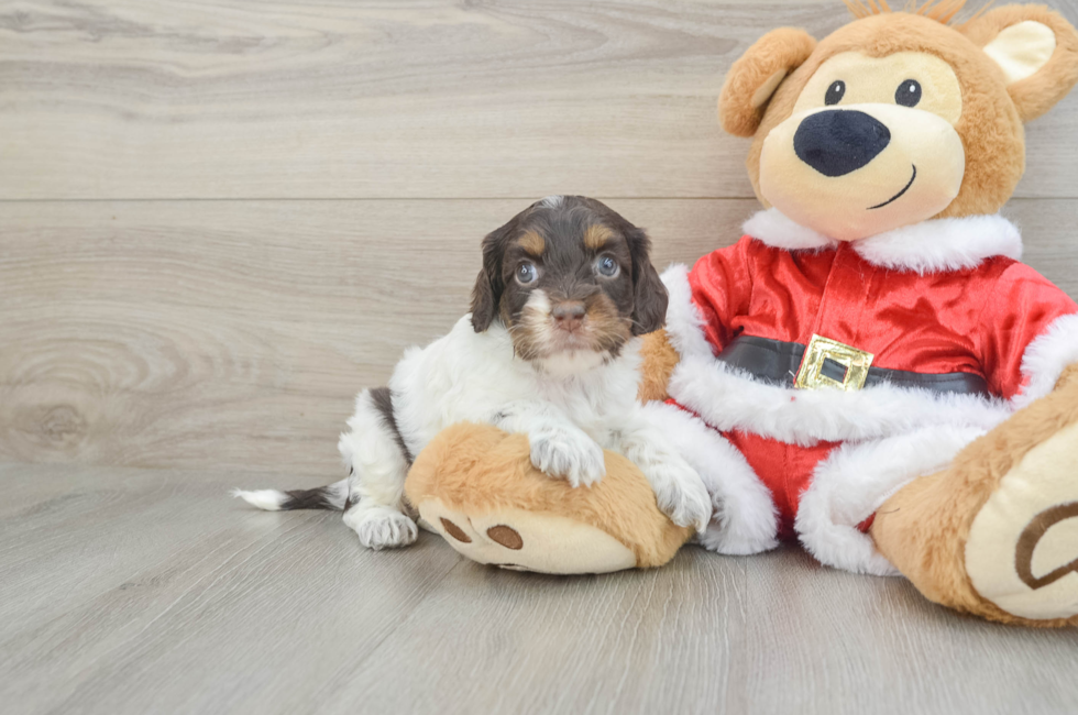 6 week old Cockapoo Puppy For Sale - Simply Southern Pups