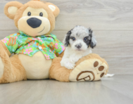 7 week old Cockapoo Puppy For Sale - Simply Southern Pups