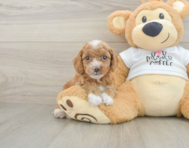 9 week old Cockapoo Puppy For Sale - Simply Southern Pups
