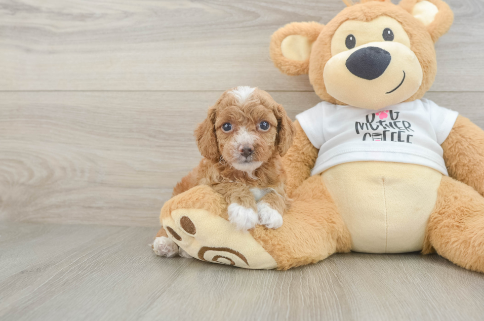 5 week old Cockapoo Puppy For Sale - Simply Southern Pups