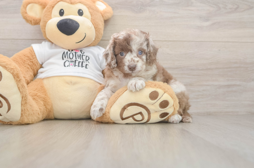 5 week old Cockapoo Puppy For Sale - Simply Southern Pups
