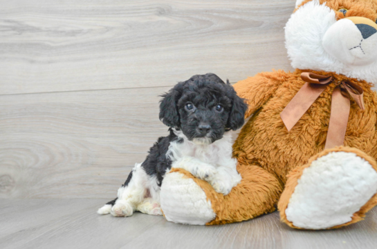 Cockapoo Puppy for Adoption