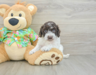 5 week old Cockapoo Puppy For Sale - Simply Southern Pups