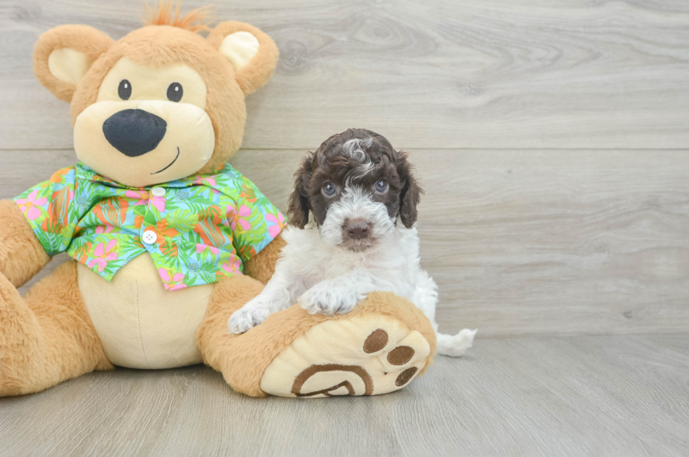 5 week old Cockapoo Puppy For Sale - Simply Southern Pups
