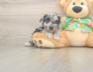7 week old Cockapoo Puppy For Sale - Simply Southern Pups
