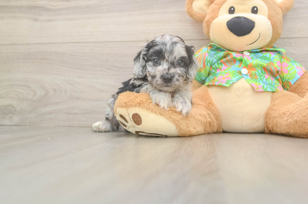 6 week old Cockapoo Puppy For Sale - Simply Southern Pups
