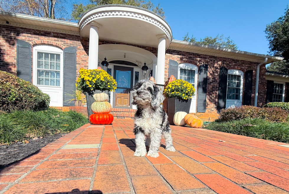 Meet Caelan - our Cockapoo Puppy Photo  2/18 - Simply Southern Pups Cute Cockapoo Baby