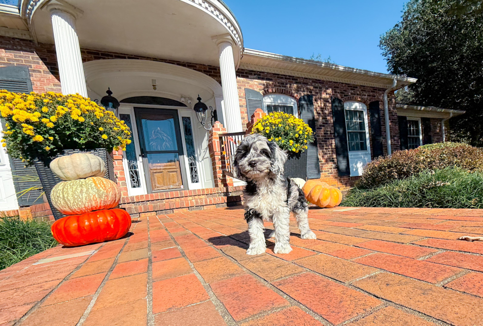 Meet Caelan - our Cockapoo Puppy Photo  3/18 - Simply Southern Pups Cute Cocker Doodle Poodle Mix Puppy