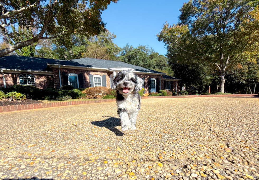 Meet Caelan - our Cockapoo Puppy Photo  4/18 - Simply Southern Pups Best Cockapoo Baby