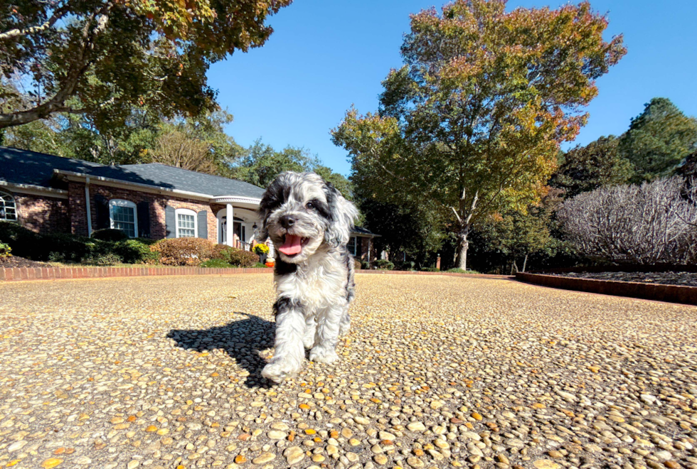 Meet Caelan - our Cockapoo Puppy Photo  5/18 - Simply Southern Pups Cute Cockapoo Baby