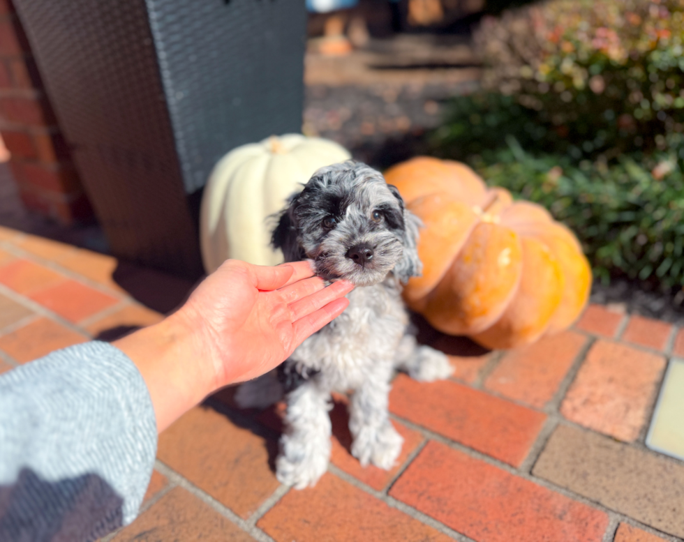 Meet Caelan - our Cockapoo Puppy Photo  6/18 - Simply Southern Pups Cockapoo Pup Being Cute