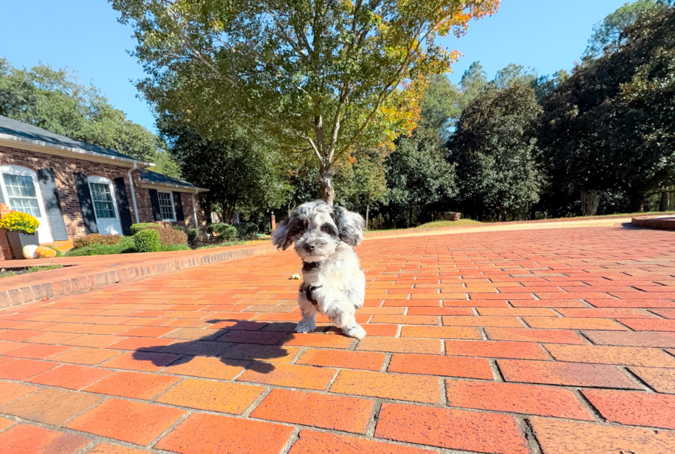Meet Caelan - our Cockapoo Puppy Photo  7/18 - Simply Southern Pups Cockapoo Puppy for Adoption