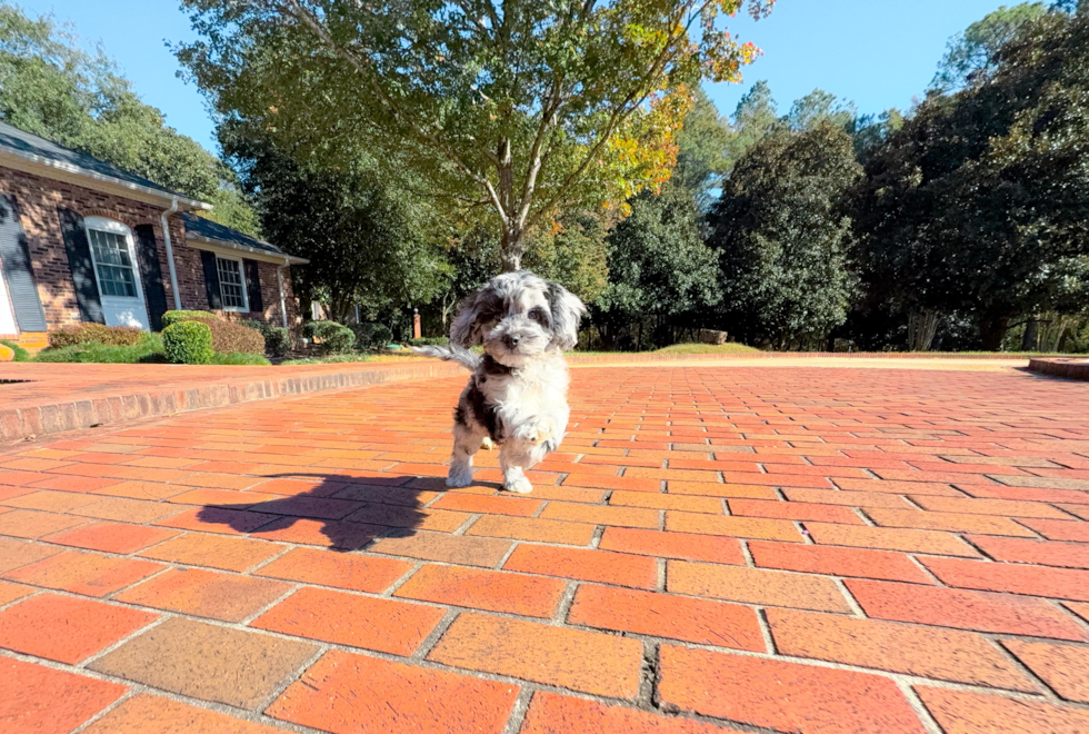 Meet Caelan - our Cockapoo Puppy Photo  8/18 - Simply Southern Pups Cute Cockapoo Poodle Mix Pup