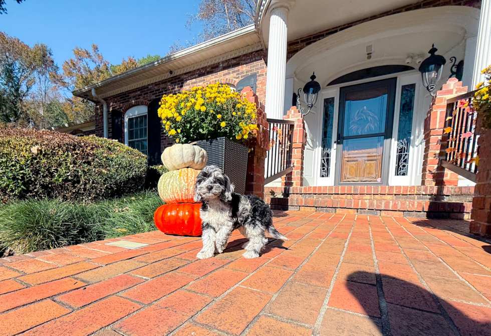 Meet Caelan - our Cockapoo Puppy Photo  9/18 - Simply Southern Pups Cockapoo Puppy for Adoption