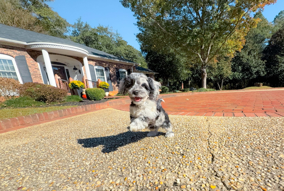 Meet Caelan - our Cockapoo Puppy Photo  10/18 - Simply Southern Pups Cute Cockapoo Poodle Mix Pup
