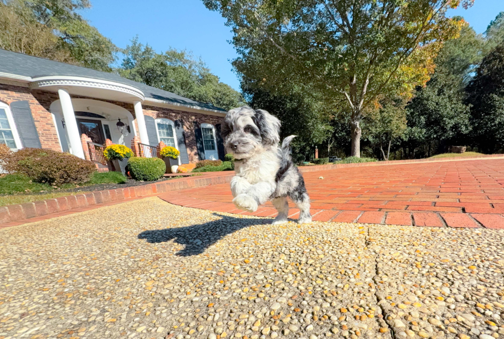 Meet Caelan - our Cockapoo Puppy Photo  11/18 - Simply Southern Pups Cute Cockapoo Baby