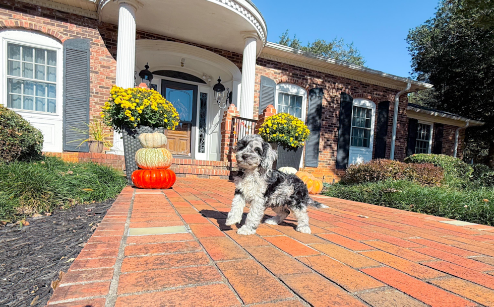 Meet Caelan - our Cockapoo Puppy Photo  12/18 - Simply Southern Pups Cockapoo Pup Being Cute