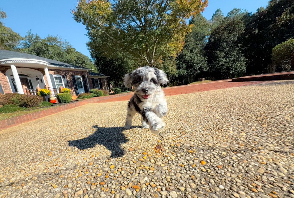 Meet Caelan - our Cockapoo Puppy Photo  13/18 - Simply Southern Pups Cute Cocker Doodle Poodle Mix Puppy