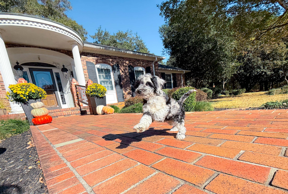 Meet Caelan - our Cockapoo Puppy Photo  14/18 - Simply Southern Pups Cockapoo Puppy for Adoption