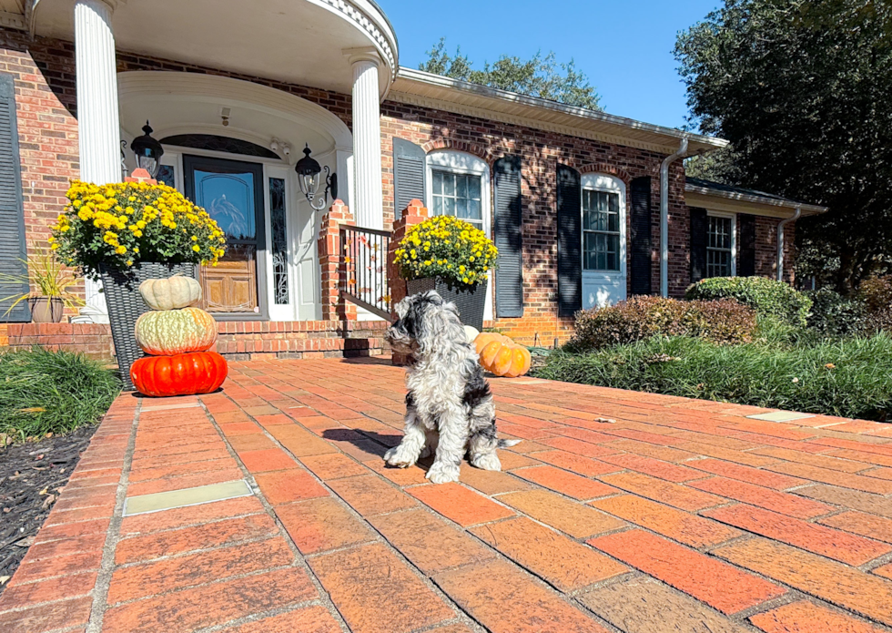 Meet Caelan - our Cockapoo Puppy Photo  15/18 - Simply Southern Pups Cute Cocker Doodle Poodle Mix Puppy