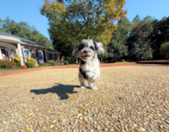 10 week old Cockapoo Puppy For Sale - Simply Southern Pups