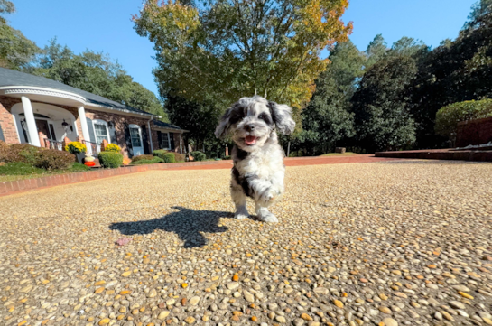 Cute Cocker Doodle Poodle Mix Puppy