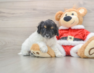 6 week old Cockapoo Puppy For Sale - Simply Southern Pups