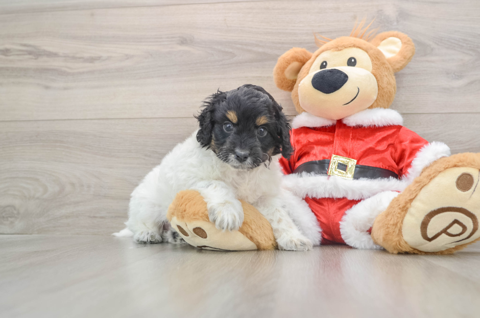 5 week old Cockapoo Puppy For Sale - Simply Southern Pups