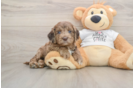 Small Cockapoo Baby