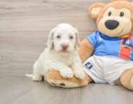 7 week old Cockapoo Puppy For Sale - Simply Southern Pups