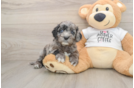 Happy Cockapoo Baby