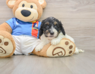7 week old Cockapoo Puppy For Sale - Simply Southern Pups