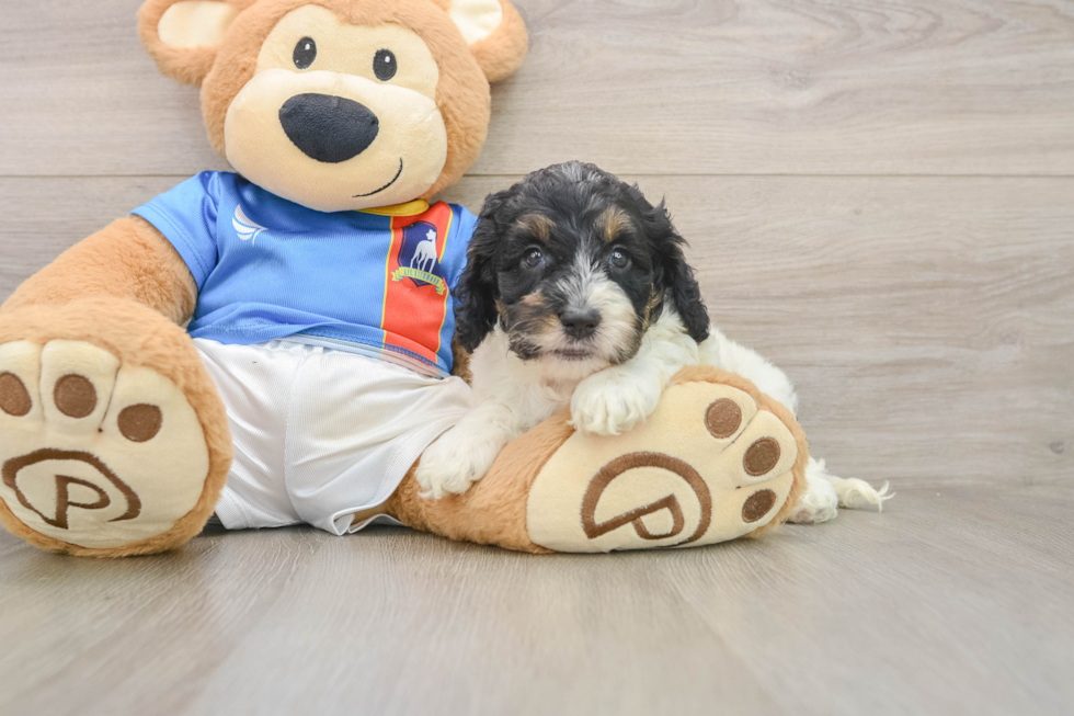 Best Cockapoo Baby