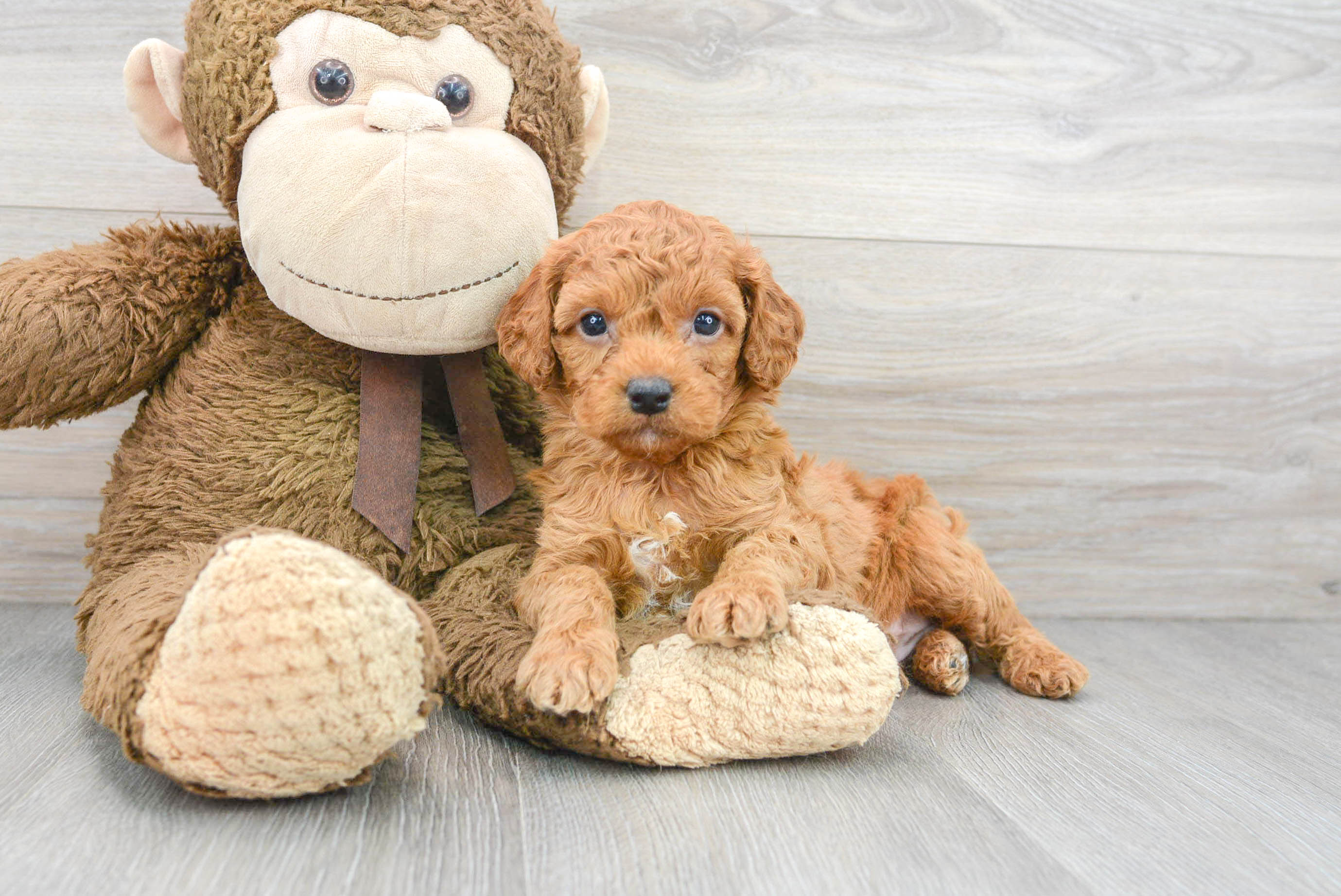 cajun toy puppies