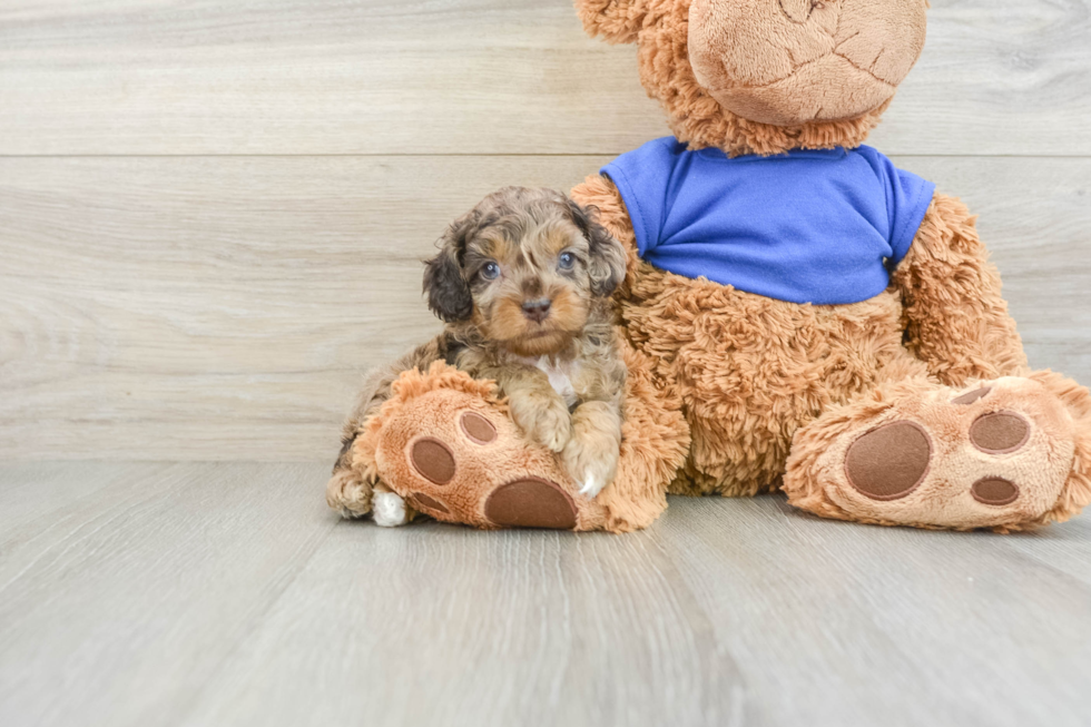 Cute Cockapoo Baby