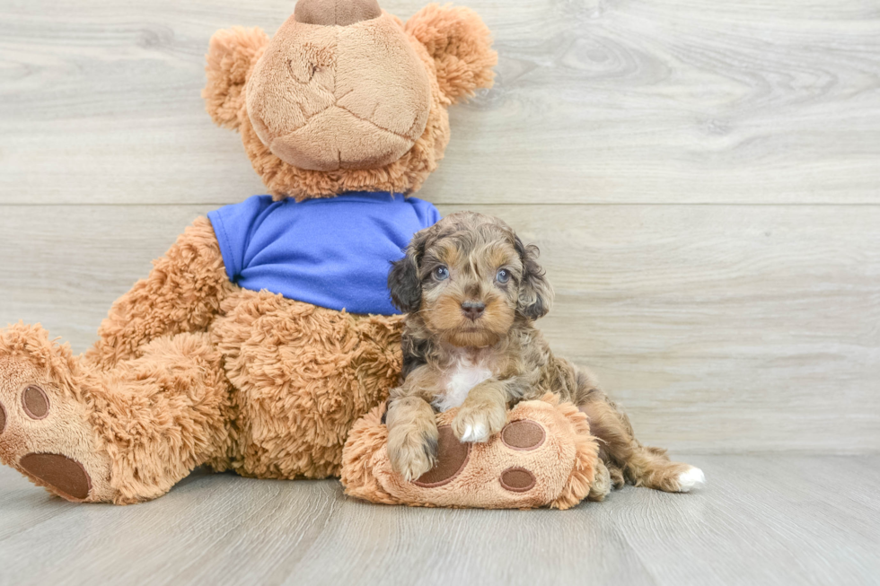 Cockapoo Pup Being Cute