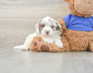 6 week old Cockapoo Puppy For Sale - Simply Southern Pups