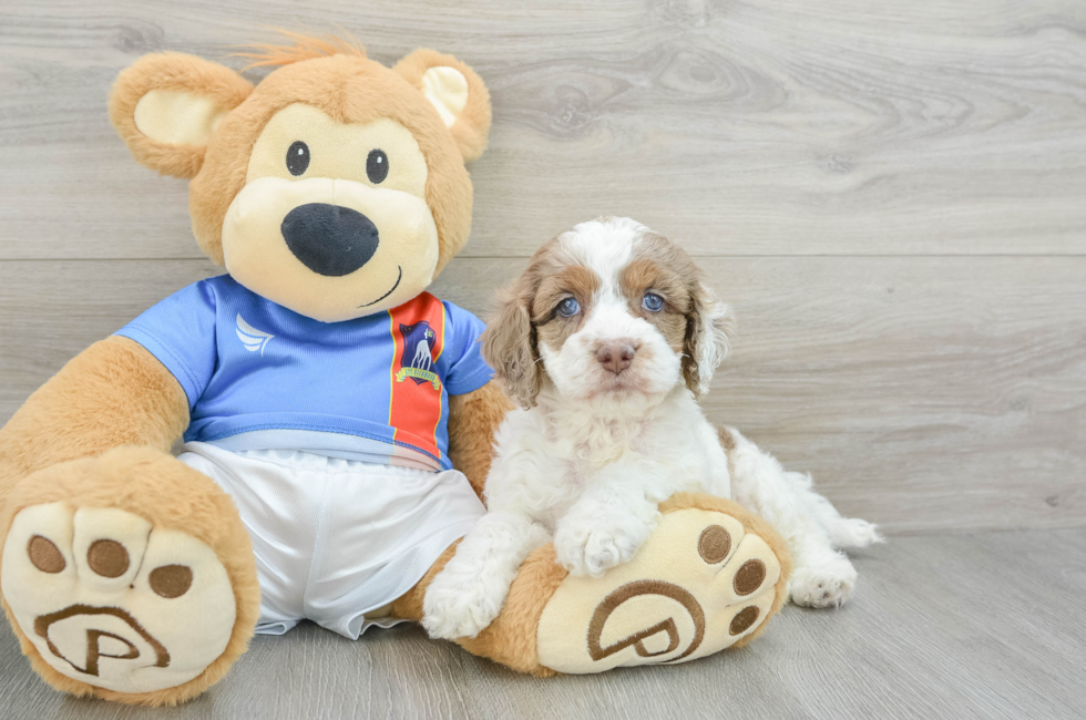 6 week old Cockapoo Puppy For Sale - Simply Southern Pups