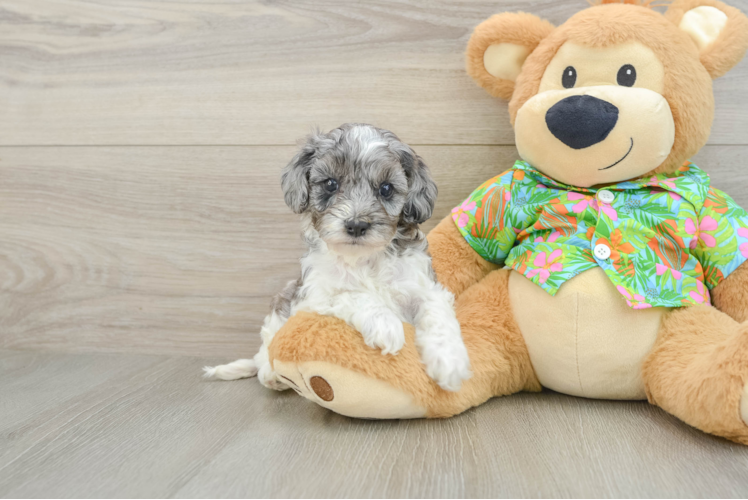 Small Cockapoo Baby